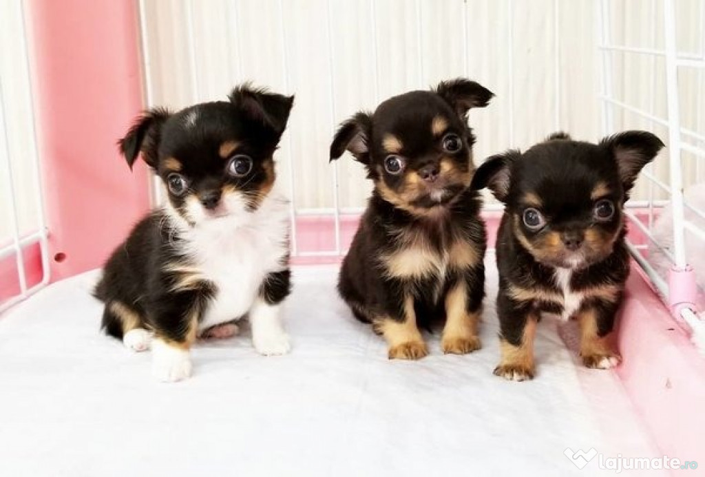 Puii Chihuahua foarte iubitori