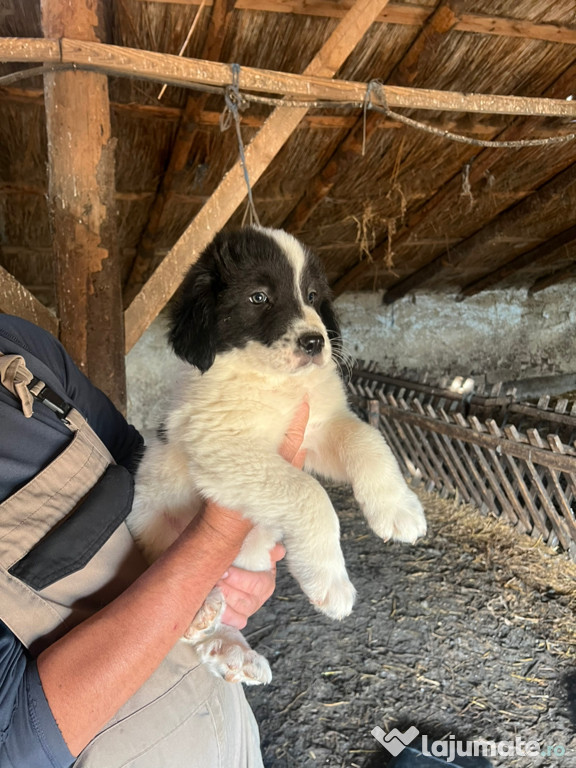 Catei Ciobanesc de Bucovina