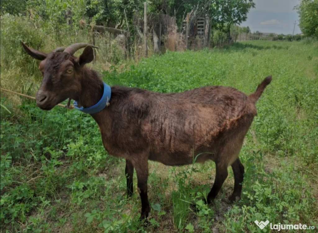 Capra Murciana Granadina își schimbă locația