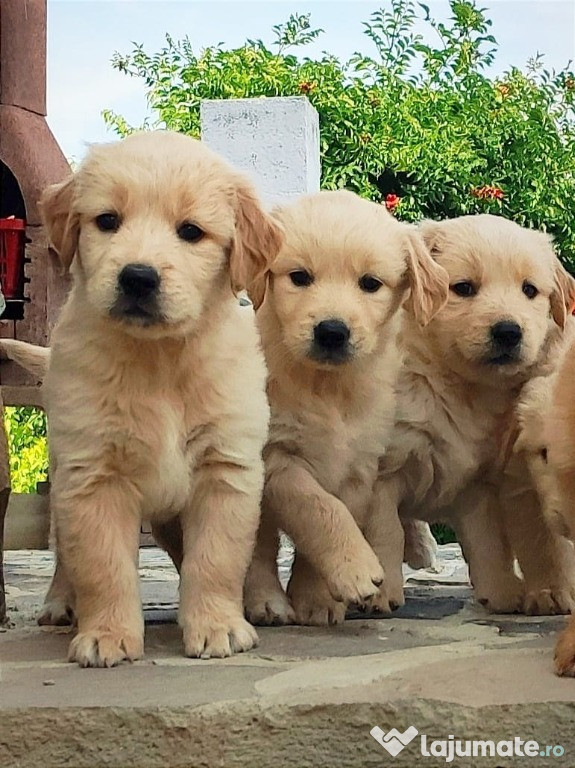 Pui Golden Retriever