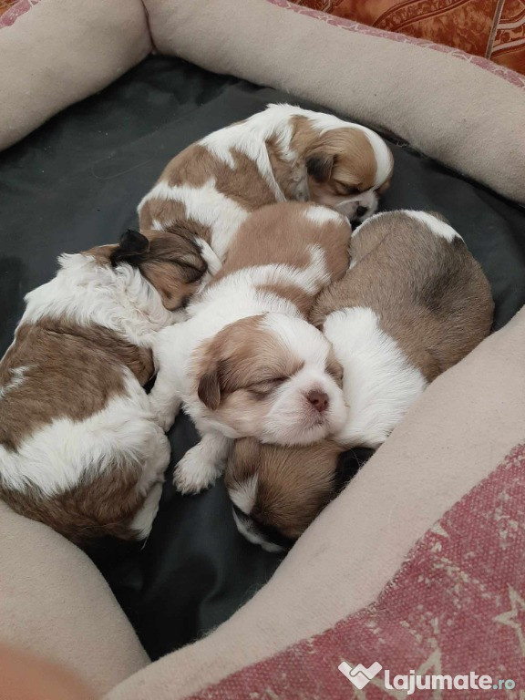 Catei shih tzu de 5 saptamni