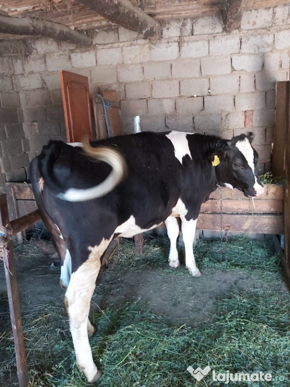 De vânzare vițea de rasa Holstein