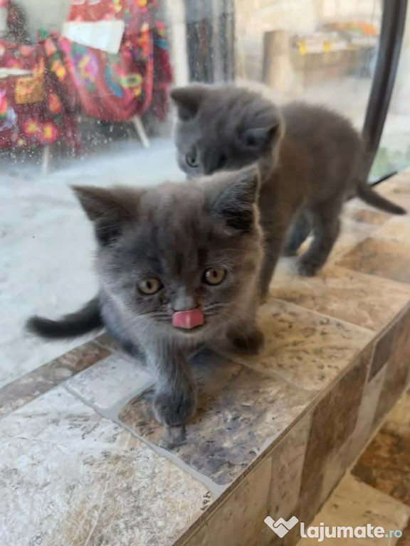 Pisicuțe rasa British Shorthair