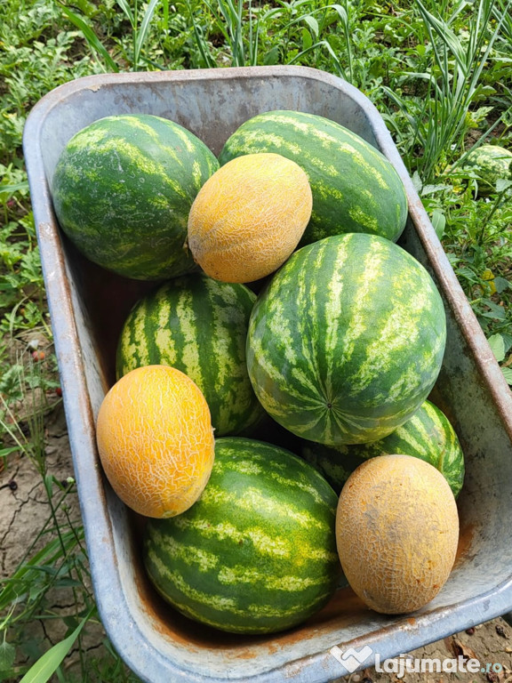 Vând pepeni verzi și galbeni