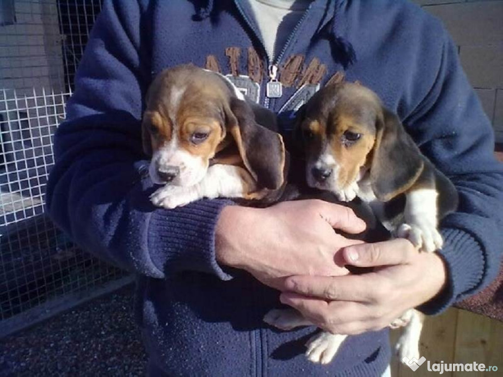 Căței de Beagle domesticiți social