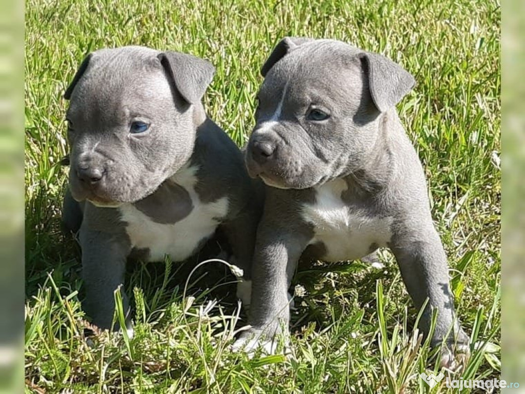 Cățeluși Blue Staffordshire Bull Terrier