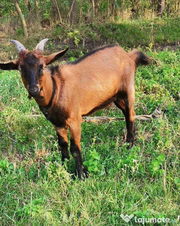 Țapi de vânzare .