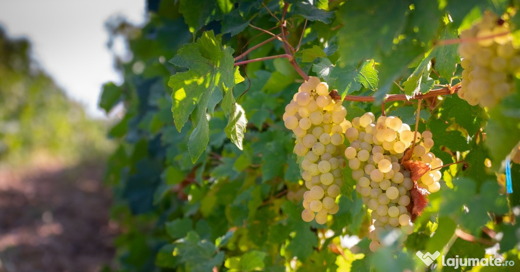 Vand la rand struguri ceasla / Vand struguri de vin la kg