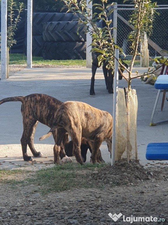 Catei presa canario