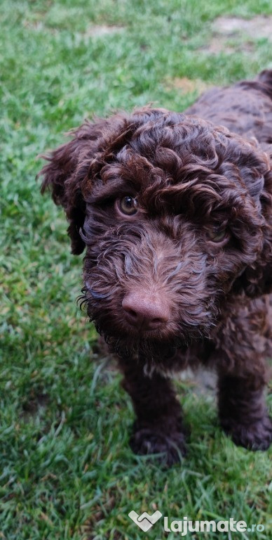 Mascul Lagotto Romagnolo + detalii trufe