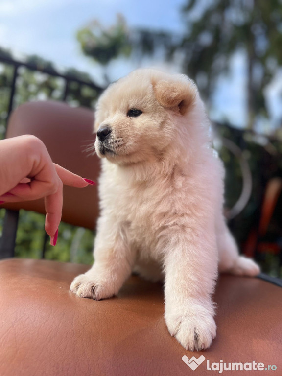 Pui chow chow cauta casa noua