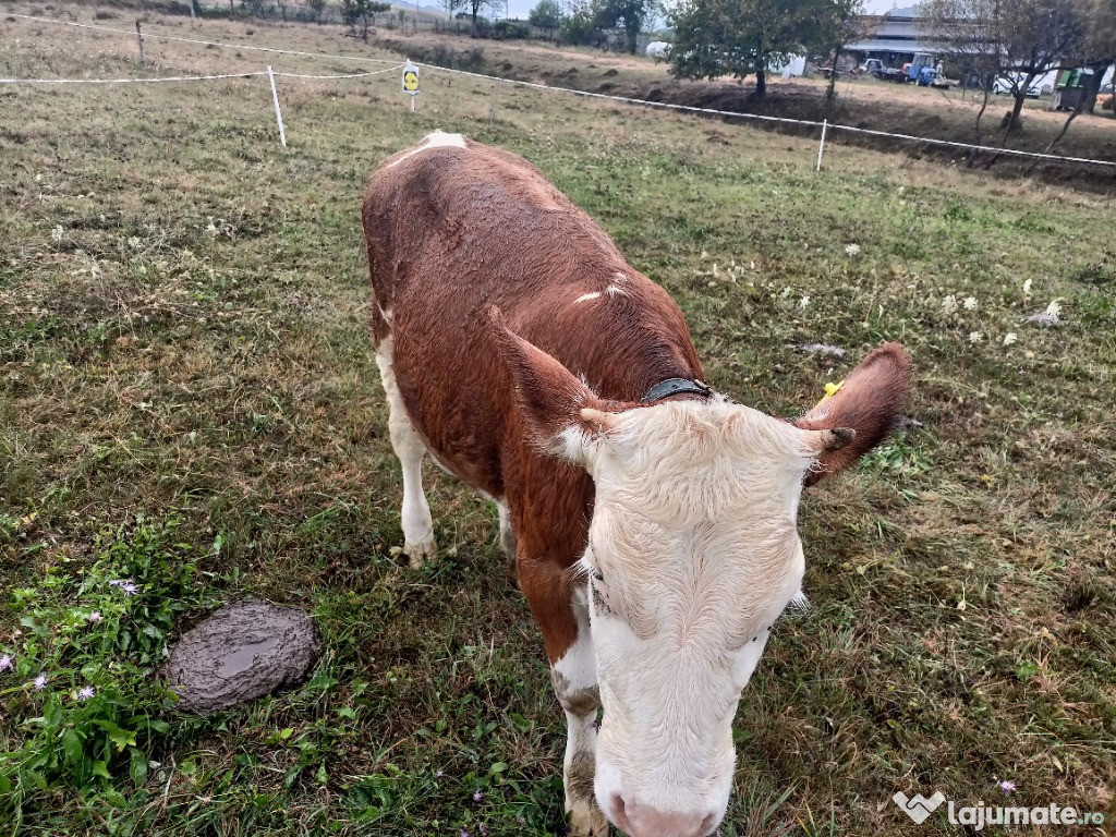 Vând vițea de 9 luni