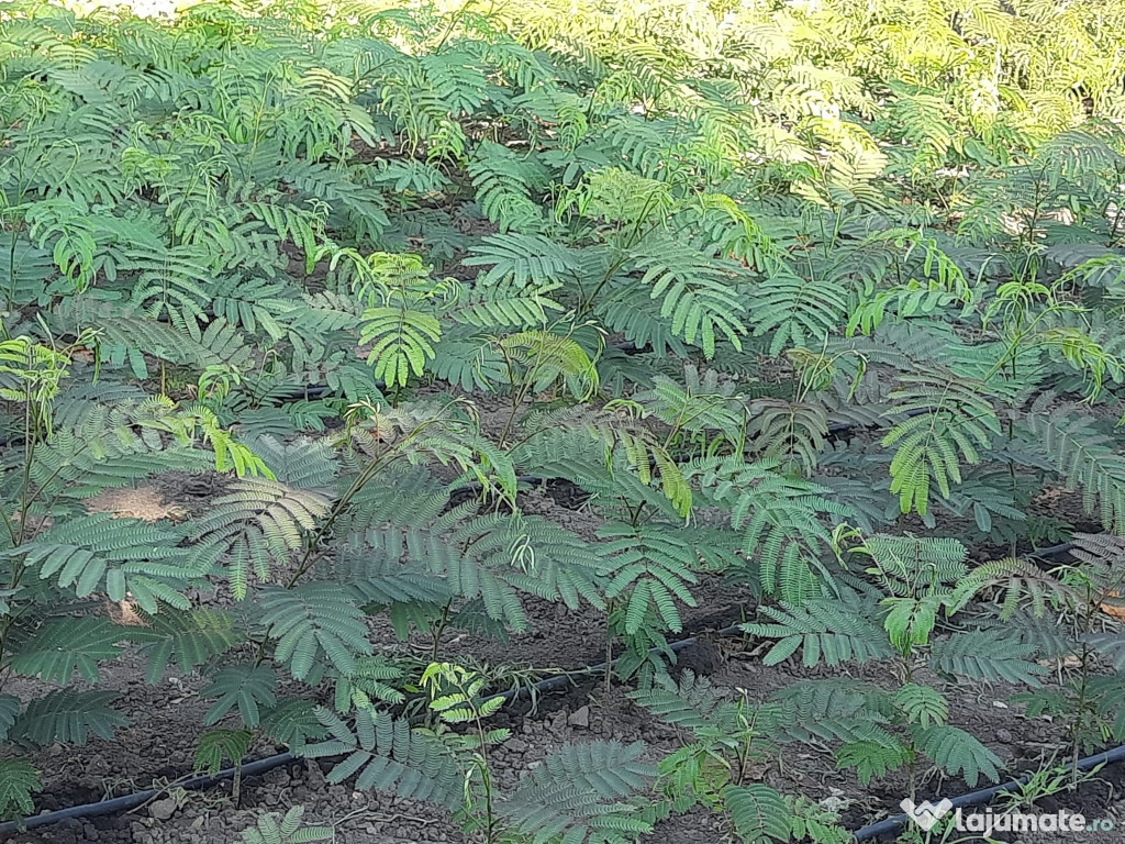 Arbore de mătase,și Pawluonia