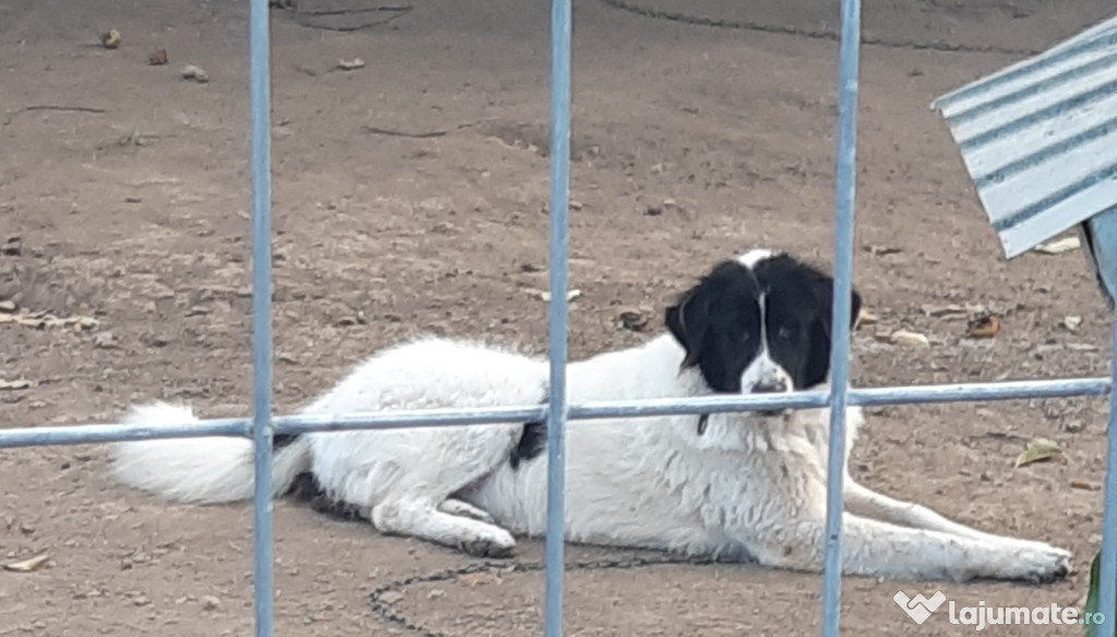 Vand femela CRBucovina