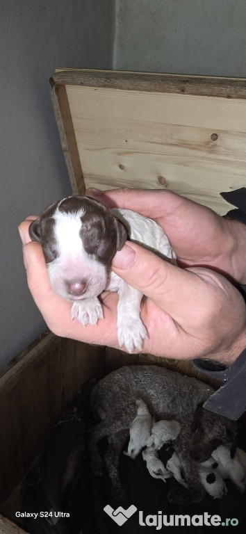 Lagotto Romagnolo