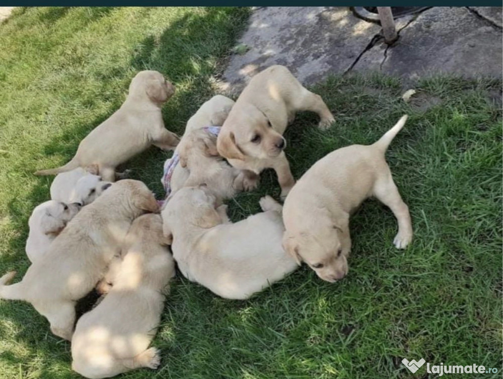 Pui labrador auriu de calitate