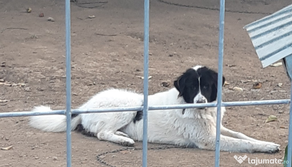 Vand femela CR Bucovina