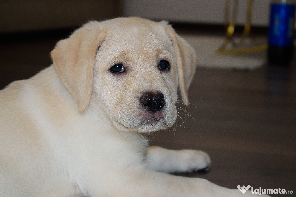 Pui mascul labrador retriever Pedegree tipA