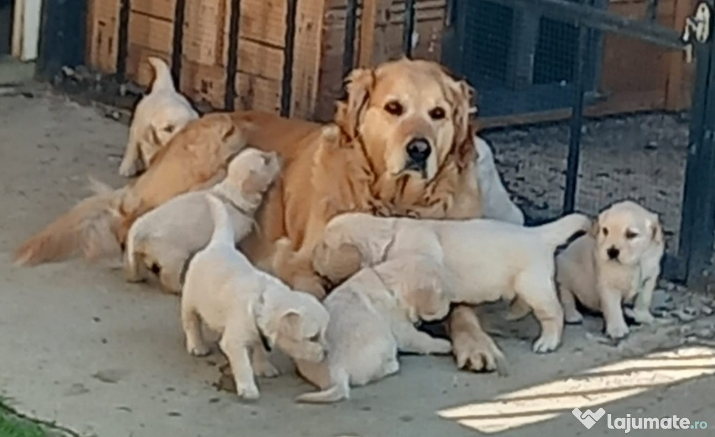 Catei, pui Golden retriever auriu