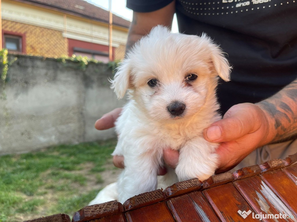 Pui bichon maltez