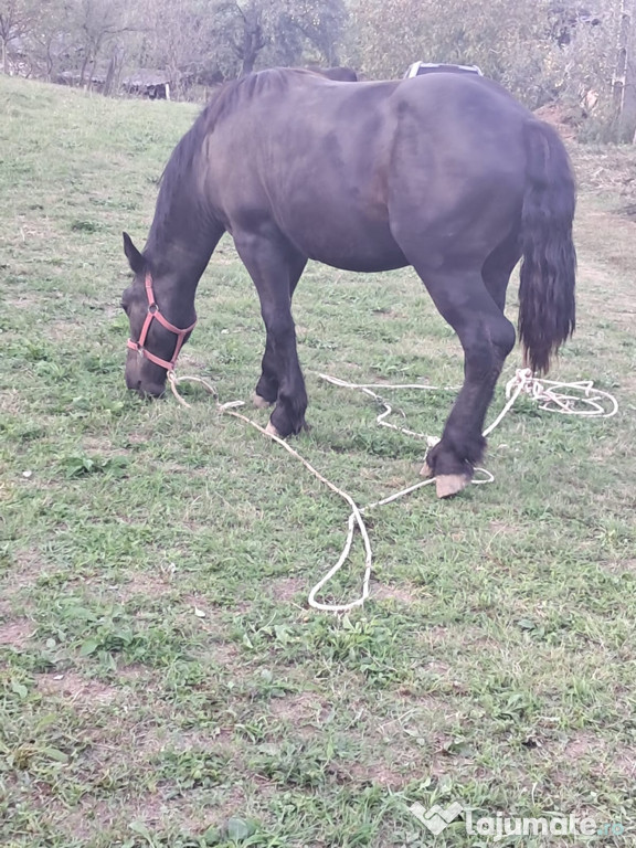 Cârlan de 1 an jumătate