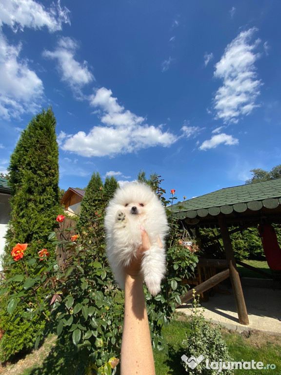 Puiuți de Pomeranian