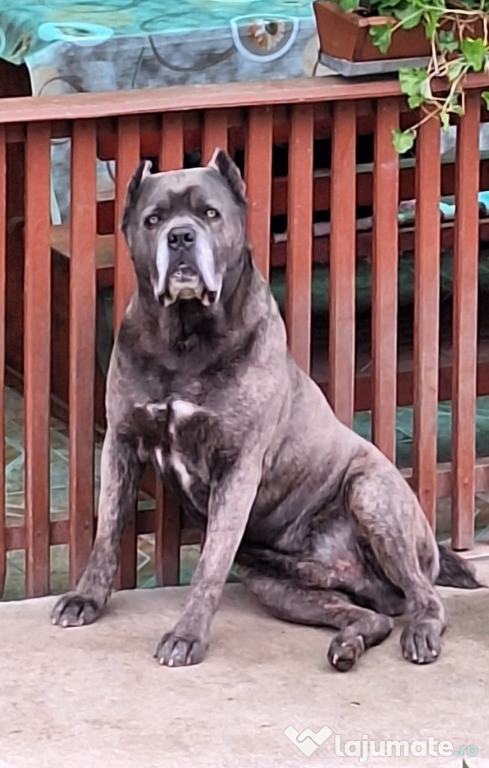 Cane Corso, pt monta, cu pedigree si drept de reproducere