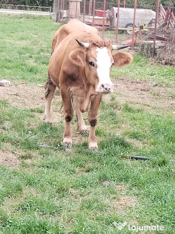 Vand vaca si vitel belgian Maramures