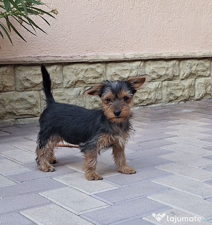 Yorkshire terrier, fetiță, două luni și jumatate