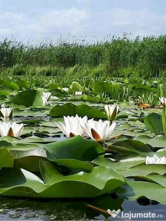 Teren intravilan Str Primaveri deschidere la lac