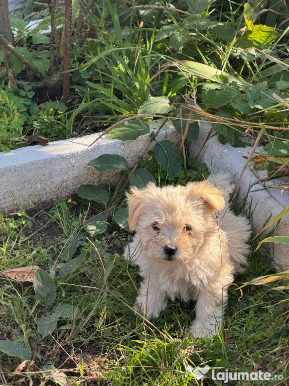 Cățeluși bichon maltez