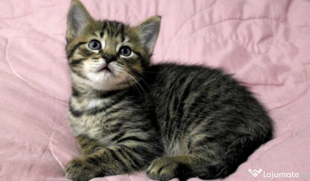 American shorthair