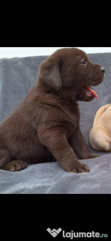 Labrador retriever