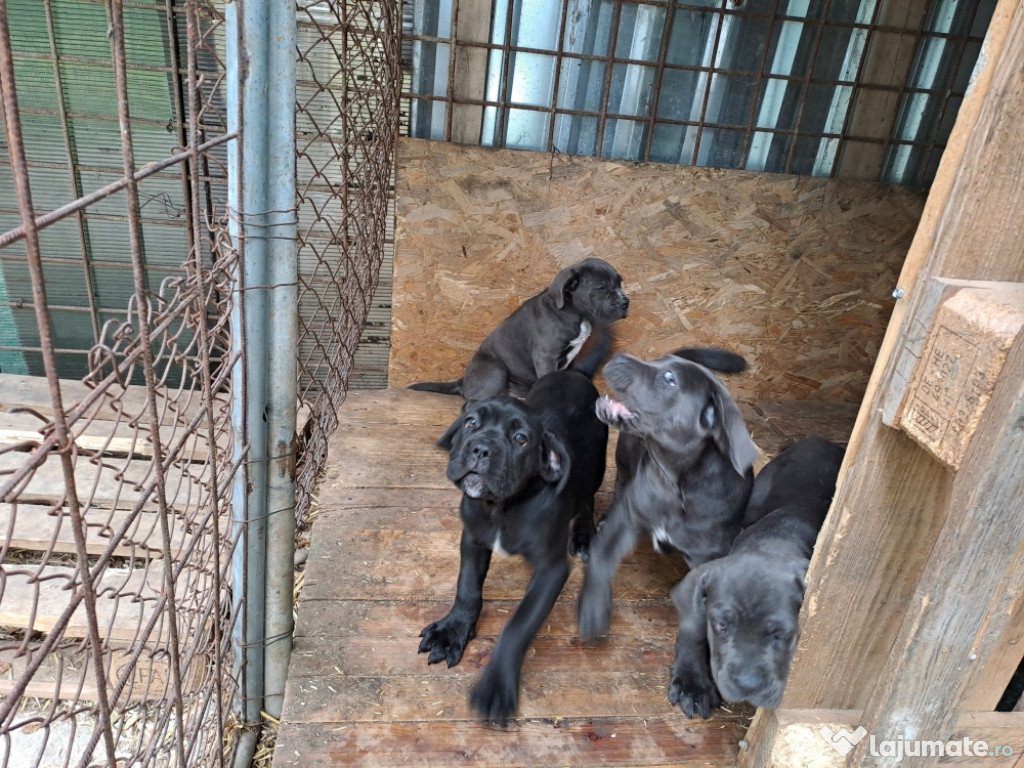 Cane corso deosebiti