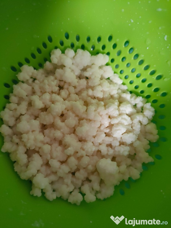 Ciuperca tibetana Kefir