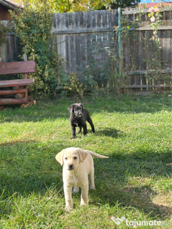 Pui de rasă Labrador