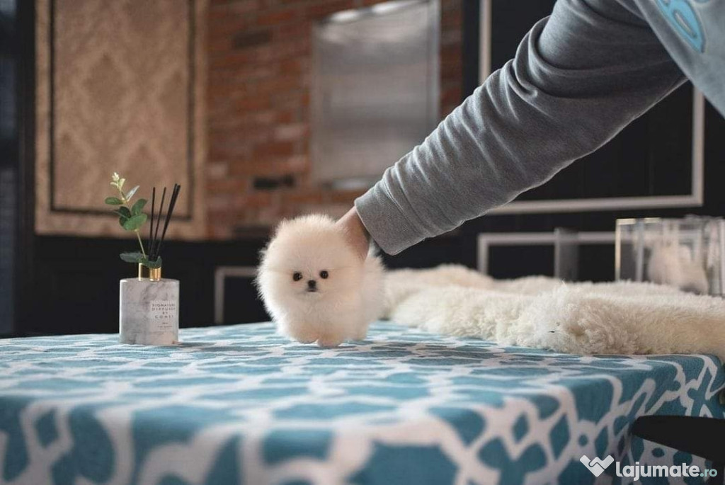 Pomeranian mini boo