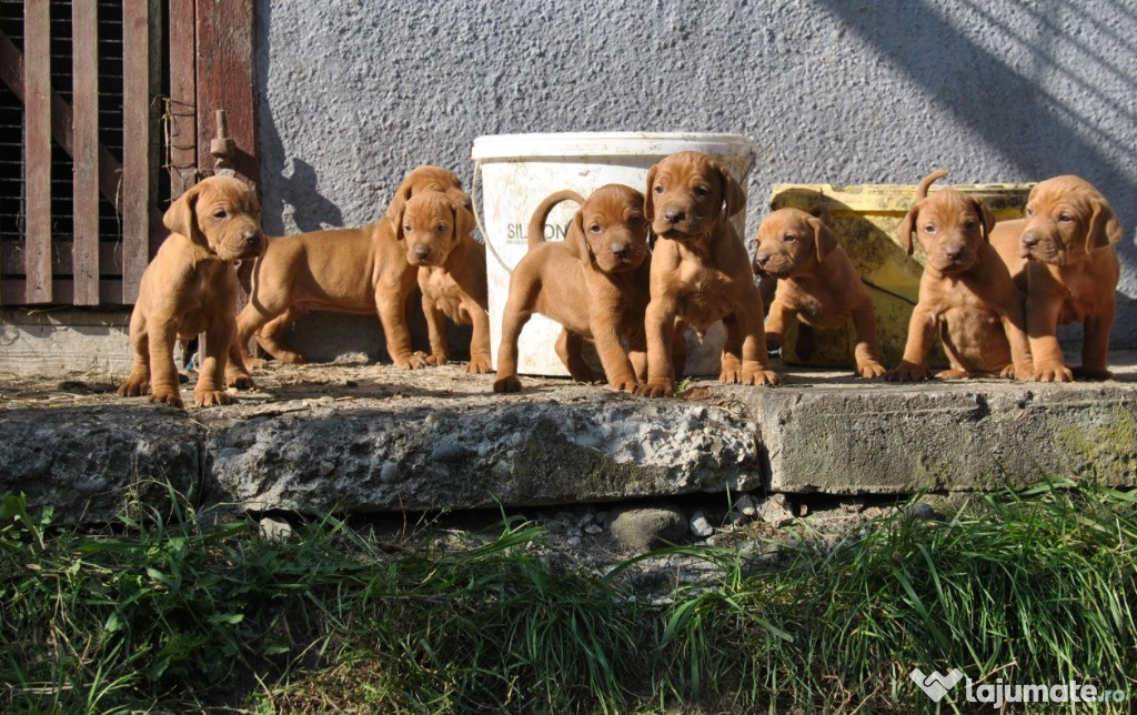 Vizsla | Viszla | Vijla maghiara