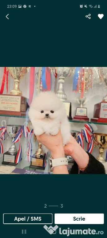 Pomeranian puppy adevărat mini boo