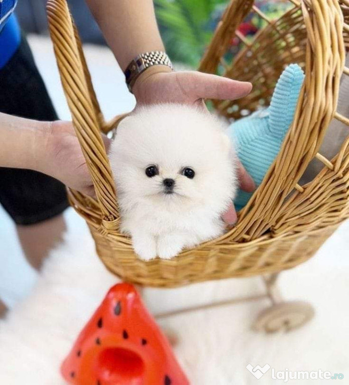 Pomeranian mini jucărie cu viata