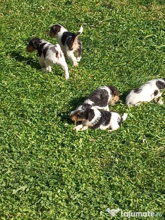 Fox terrier sârmos