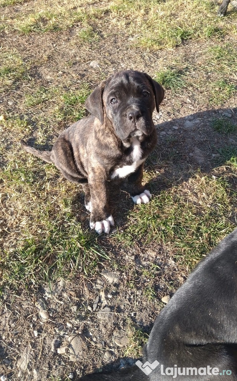 Pui Cane Corso de Vânzare