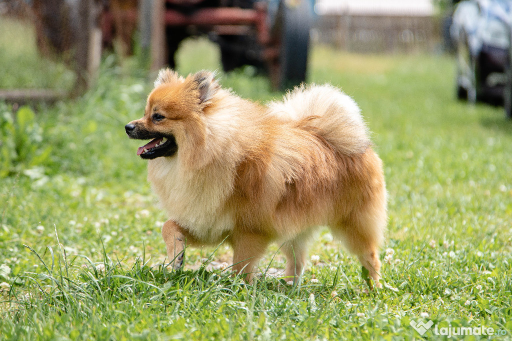 Pomeranian cu pedigree - posibilitate transport