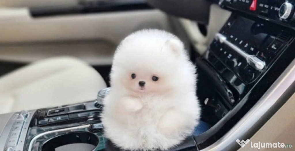 Pomeranian mini boo