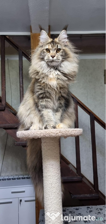 Maine coon superb