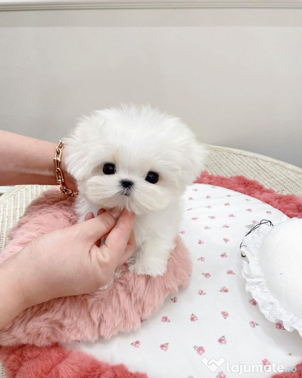 Bichon maltez mini toy