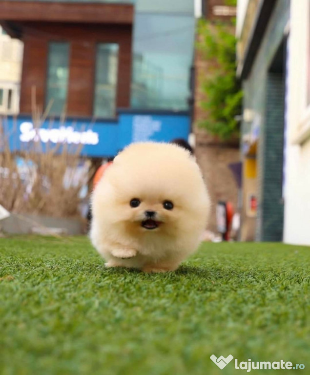 Pomeranian Boo mini