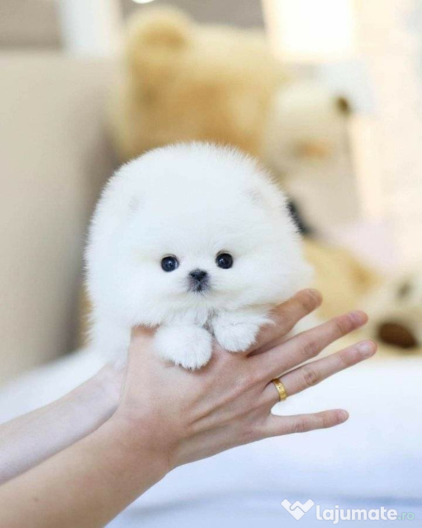 Pomeranian mini boo