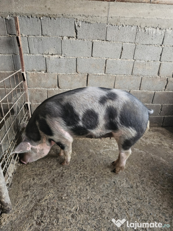 Porci de vanzare