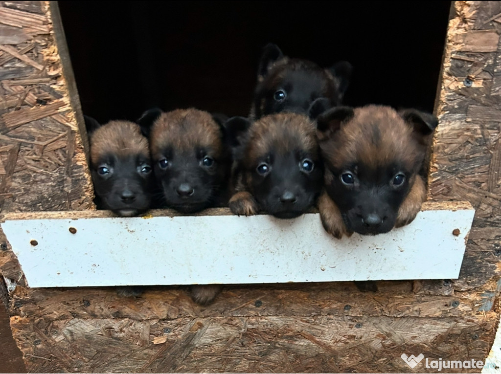 Puiuți de Ciobănesc Belgian Malinois